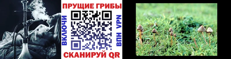 Псилоцибиновые грибы Psilocybe  Короча 